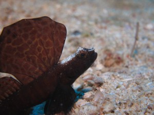 沖縄　ダイビング