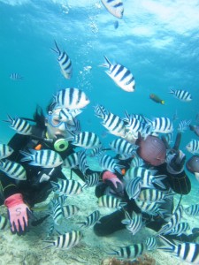 沖縄　ダイビング