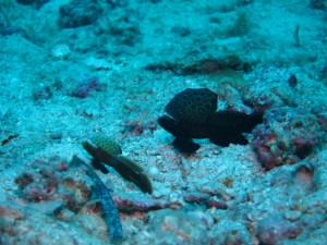 ホタテツノハゼ