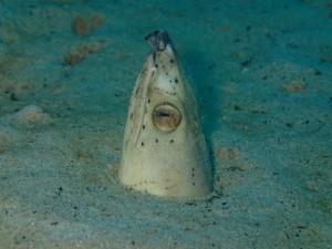 沖縄　ダイビング　万座ＦＵＮ