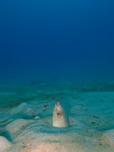 沖縄　ダイビング　万座ＦＵＮ