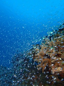 沖縄　ダイビング　慶良間　体験ダイビン