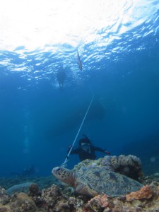 沖縄　ダイビング　慶良間　ＦＵＮ　体験