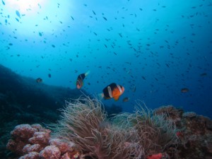 沖縄　ダイビング　慶良間　ＦＵＮ　体験