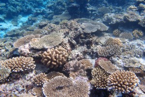 沖縄　ダイビング