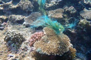 沖縄　ダイビング