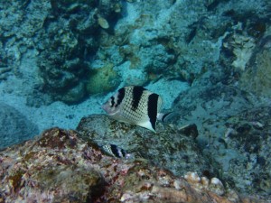 沖縄　ダイビング　慶良間　体験ダイビング　スノーケリング