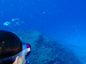 沖縄　ダイビング　慶良間　体験ダイビング　スノーケリング