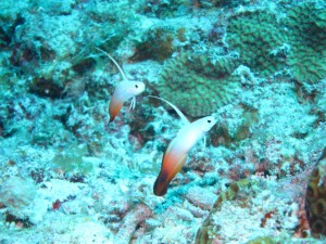 沖縄　ダイビング　慶良間　ＦＵＮダイビング　体験ダイビング