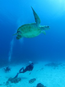 沖縄　ダイビング　慶良間　ＦＵＮダイビング　体験ダイビング
