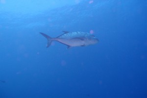 沖縄　ダイビング