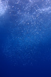 沖縄　ダイビング