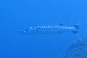 沖縄　ダイビング