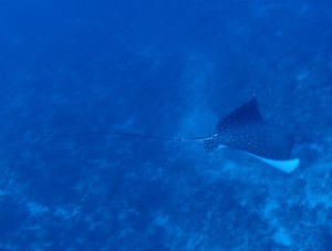 沖縄　ダイビング　マダラトビエイ