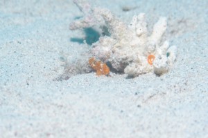 沖縄　ダイビング　慶良間　ＦＵＮダイビング　体験ダイビング