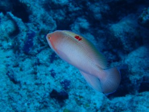 沖縄　ダイビング　慶良間　ＦＵＮダイビング　体験ダイビング