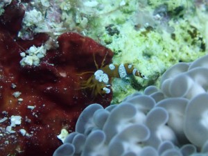 沖縄　ダイビング　砂辺　ＦＵＮ