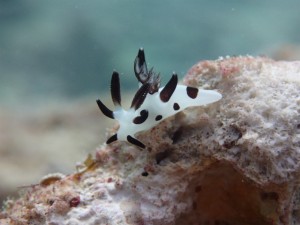 沖縄　ダイビング　砂辺　ＦＵＮ