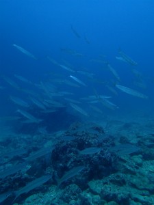 沖縄　ダイビング　砂辺　ＦＵＮ