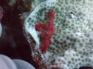 沖縄　ダイビング　慶良間　ＦＵＮダイビング　体験ダイビング