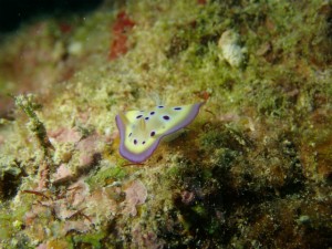 沖縄　ダイビング　砂辺　ＦＵＮ