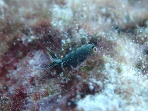 沖縄　ダイビング　慶良間　ＦＵＮダイビング　体験ダイビング