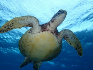 沖縄　ダイビング　慶良間　ＯＷＤ　ＦＵＮ