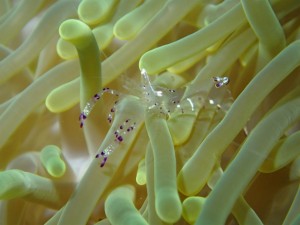 沖縄　ダイビング　慶良間　ＯＷＤ　ＦＵＮ