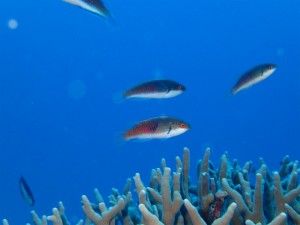 沖縄　ダイビング　慶良間　ＯＷＤ　ＦＵＮ