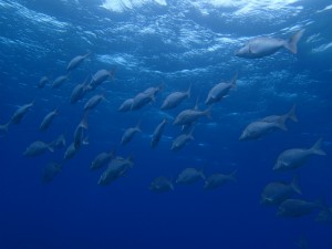 沖縄　ダイビング　慶良間　ＯＷＤ　ＦＵＮ