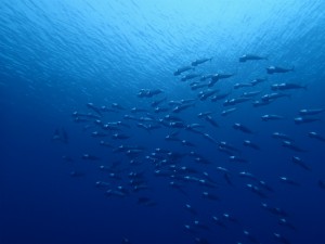 沖縄　ダイビング　青の洞窟　体験ダイビング