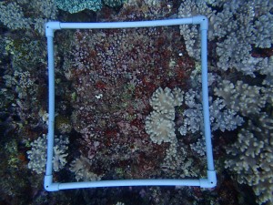 沖縄　ダイビング　砂辺　サンゴ