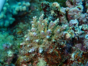 沖縄　ダイビング　砂辺　サンゴ