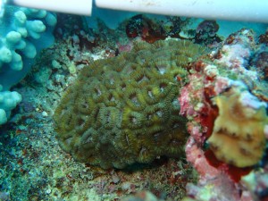 沖縄　ダイビング　砂辺　サンゴ