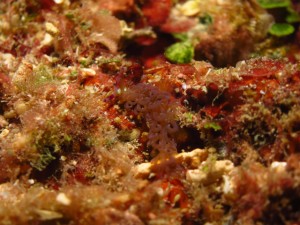 はいさい、安田です。 崎本部で、体験ダイビング＆付き添いのFUNダイブをしてきました～♪ <a href="http://www.a-diveokinawa.com/wp-content/uploads/2014/12/PC167845.jpg"><img src="http://www.a-diveokinawa.com/wp-content/uploads/2014/12/PC167845-300x225.jpg" alt="沖縄　ダイビング　崎本部" width="300" height="225" class="aligncenter size-medium wp-image-11208" /></a>  今日は何だかとっても寒く、北風がビュービュー。。。 水温も何だか冷たいと思っていたら、ダイブコンピューターが２１℃に。 そりゃ冷たいですね(笑)  今日のゲストは、ご夫婦が二組。 <a href="http://www.a-diveokinawa.com/wp-content/uploads/2014/12/PC167846.jpg"><img src="http://www.a-diveokinawa.com/wp-content/uploads/2014/12/PC167846-225x300.jpg" alt="沖縄　ダイビング　崎本部" width="225" height="300" class="aligncenter size-medium wp-image-11209" /></a> <a href="http://www.a-diveokinawa.com/wp-content/uploads/2014/12/PC167848.jpg"><img src="http://www.a-diveokinawa.com/wp-content/uploads/2014/12/PC167848-225x300.jpg" alt="沖縄　ダイビング　崎本部" width="225" height="300" class="aligncenter size-medium wp-image-11210" /></a> お一人は体験ダイビングでしたが、３名はAOWダイバーと、今がとってもダイビングが楽しい時期ではないでしょうか。 体験ダイバーの奥さんもとっても上手に泳がれていたので、ライセンスを取得して、皆でFUNダイビングをしてほしいですね♪ <a href="http://www.a-diveokinawa.com/wp-content/uploads/2014/12/PC167865.jpg"><img src="http://www.a-diveokinawa.com/wp-content/uploads/2014/12/PC167865-225x300.jpg" alt="沖縄　ダイビング　崎本部" width="225" height="300" class="aligncenter size-medium wp-image-11211" /></a>  さて、前回のブログで製作した、手造りバブ。 さっそく使ってみました！  市販の物ほどとは流石にいきませんでしたが、何だか暖かい感じが(笑) 年末年始にお越しのFUNダイバーさん、使ってもらいますよ～♪    <span style="color: #0000ff;">【新・コーナー：今日の生き物♪】</span> その日の気分で紹介しましょうね  ウミウサギガイ  <a href="http://www.a-diveokinawa.com/wp-content/uploads/2014/12/PC087760.jpg"><img src="http://www.a-diveokinawa.com/wp-content/uploads/2014/12/PC087760-300x225.jpg" alt="沖縄　ダイビング　崎本部　ウミウサギガイ" width="300" height="225" class="aligncenter size-medium wp-image-11215" /></a>  真っ黒な部分は実は貝の中身。 貝殻は、右側の個体の中央部分が一部見えていますが、真っ白でツルツルとしており、とっても綺麗な貝です。 大きさは手のひら程なので、貝にしては大きいですね！  ウミウサギガイはソフトコーラルを食べ、そこに卵を産みます。 この写真でも白くなっているのは、食べられた部分です。 ソフトコーラルの多い砂辺では比較的見やすいですよ～。  &nbsp;  <em><strong><span style="color: #008000;">参加者全員にその日に撮らしていただいた写真をプレゼントしています！</span></strong></em>