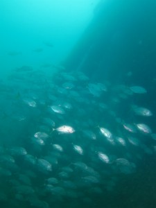 沖縄　ダイビング　レッドビーチ