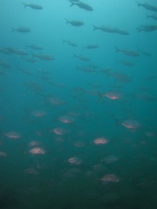 沖縄　ダイビング　レッドビーチ