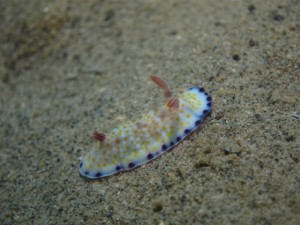 沖縄　ダイビング