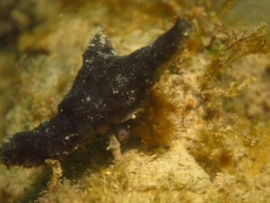 沖縄　ダイビング　レッドビーチ