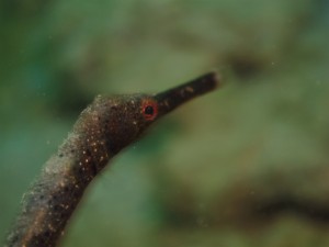 沖縄　ダイビング　レッドビーチ