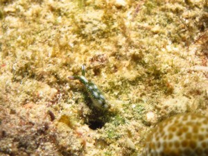 沖縄　ダイビング　近海ボート　FUN