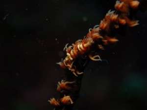 沖縄　ダイビング　石切　調査