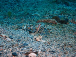 沖縄　ダイビング　石切　調査