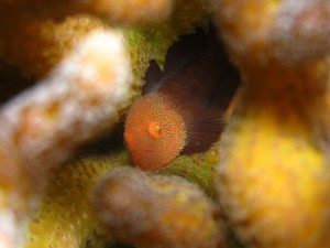 沖縄　ダイビング　石切　調査