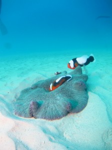 沖縄　ダイビング　万座