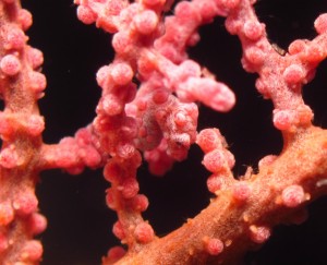 沖縄　ダイビング　万座