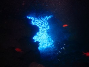 沖縄　ダイビング　万座