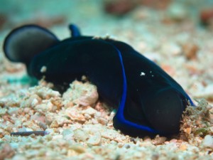 沖縄　ダイビング