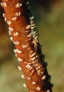 沖縄　ダイビング