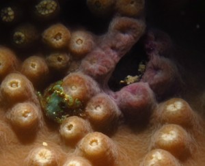 沖縄　ダイビング